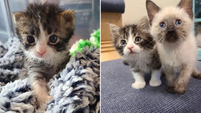Gatito de 3 patas sigue ritmo de hermanos