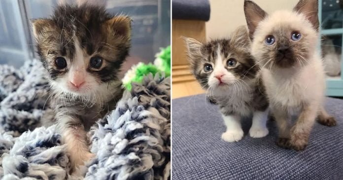Gatito de 3 patas sigue ritmo de hermanos