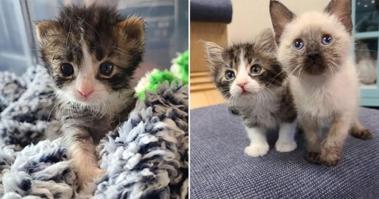 Gatito de 3 patas sigue ritmo de hermanos