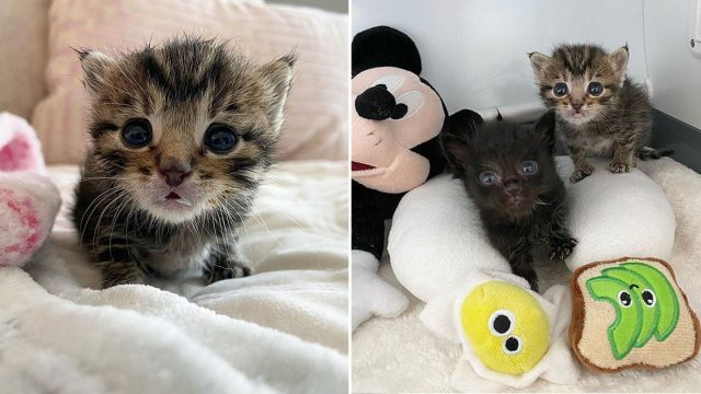 Gatito de ojos grandes encuentra familia amable