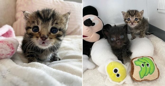 Gatito de ojos grandes encuentra familia amable