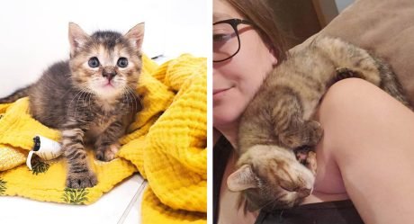 Gatita encontrada en el patio trasero resultó ser toda una luchadora