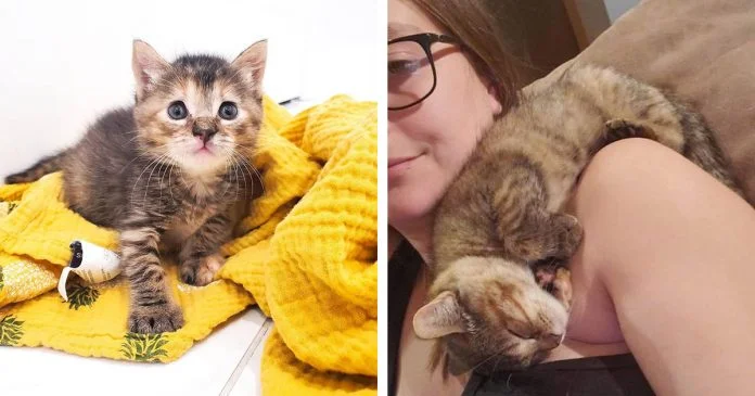 Gatito encontrado en el patio trasero resultó ser un campeón