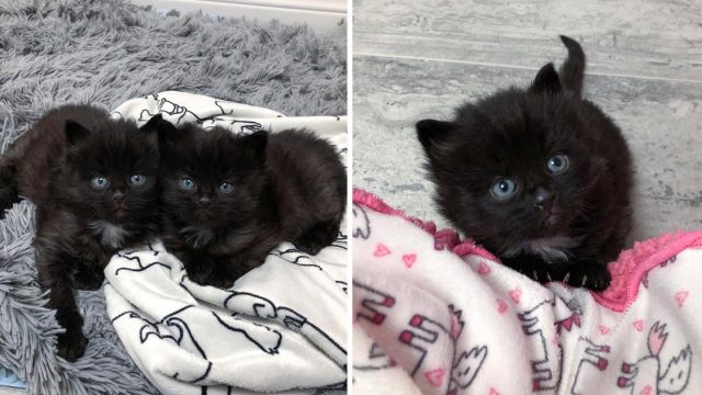 Gatitos encontrados vagando juntos no se separan