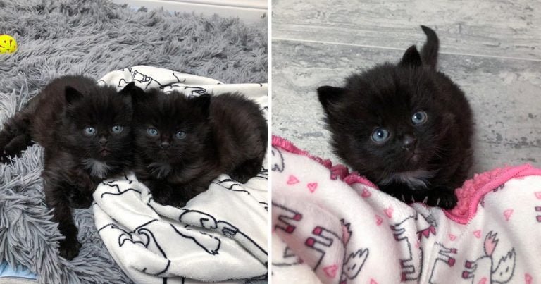 Gatitos encontrados vagando juntos no se separan