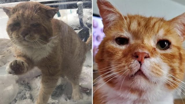 Gato aparece en la puerta pide lo dejen entrar