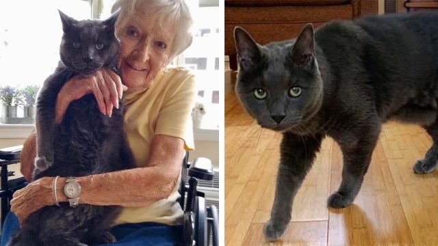 Gato de 14 años encuentra a la compañera perfecta