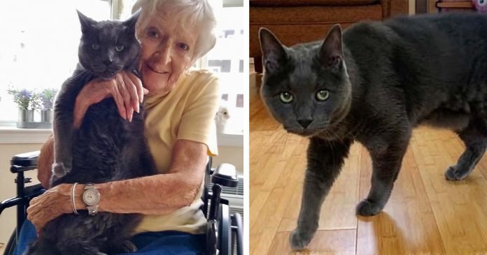 Gato de 14 años encuentra a la compañera perfecta