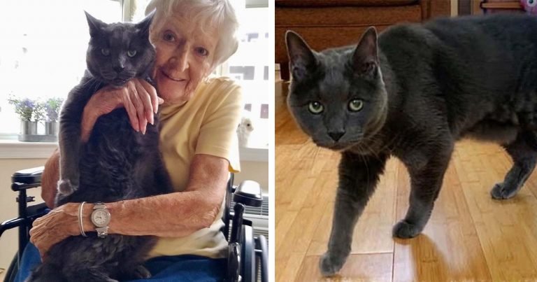 Gato de 14 años encuentra a la compañera perfecta