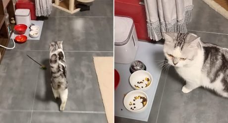 Gato exige bocadillos de medianoche llorando y llevando a mamá a sus tazones de comida