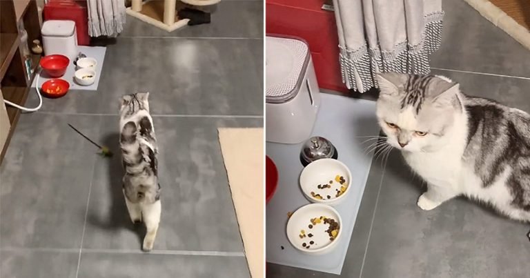 Gato exige bocadillos de medianoche llorando y llevando a mamá a sus tazones de comida