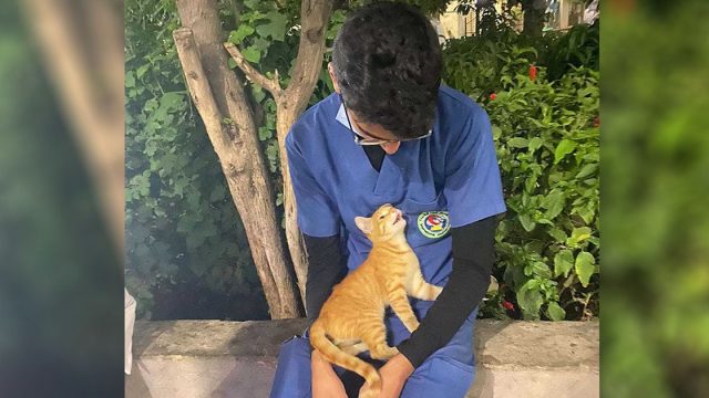 Gato sin hogar consuela a enfermero cansado