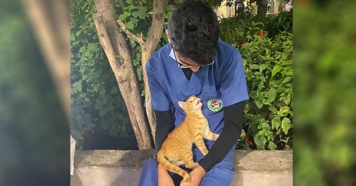 Gato sin hogar consuela a enfermero cansado