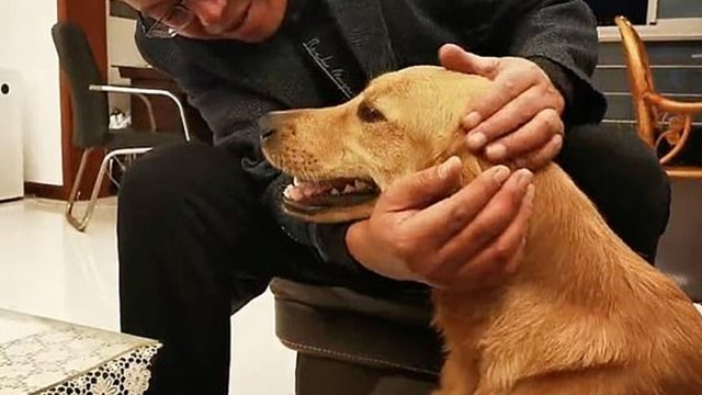 Golden Retriever camina 62 millas durante dos semanas