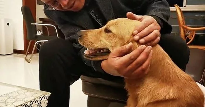 Golden Retriever camina 62 millas durante dos semanas