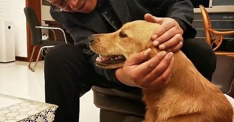 Golden Retriever camina 62 millas durante dos semanas
