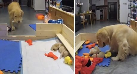 Golden retriever intenta consolar a sus cachorros que lloran llevándoles sus juguetes favoritos