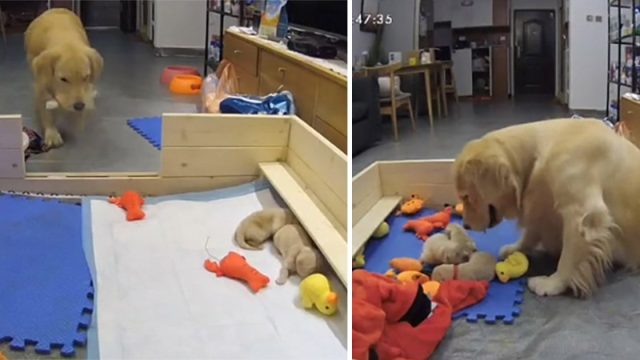 Golden retriever intenta consolar a sus cachorros que lloran llevando sus juguetes
