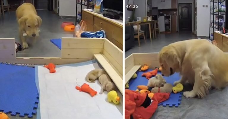 Golden retriever intenta consolar a sus cachorros que lloran llevando sus juguetes