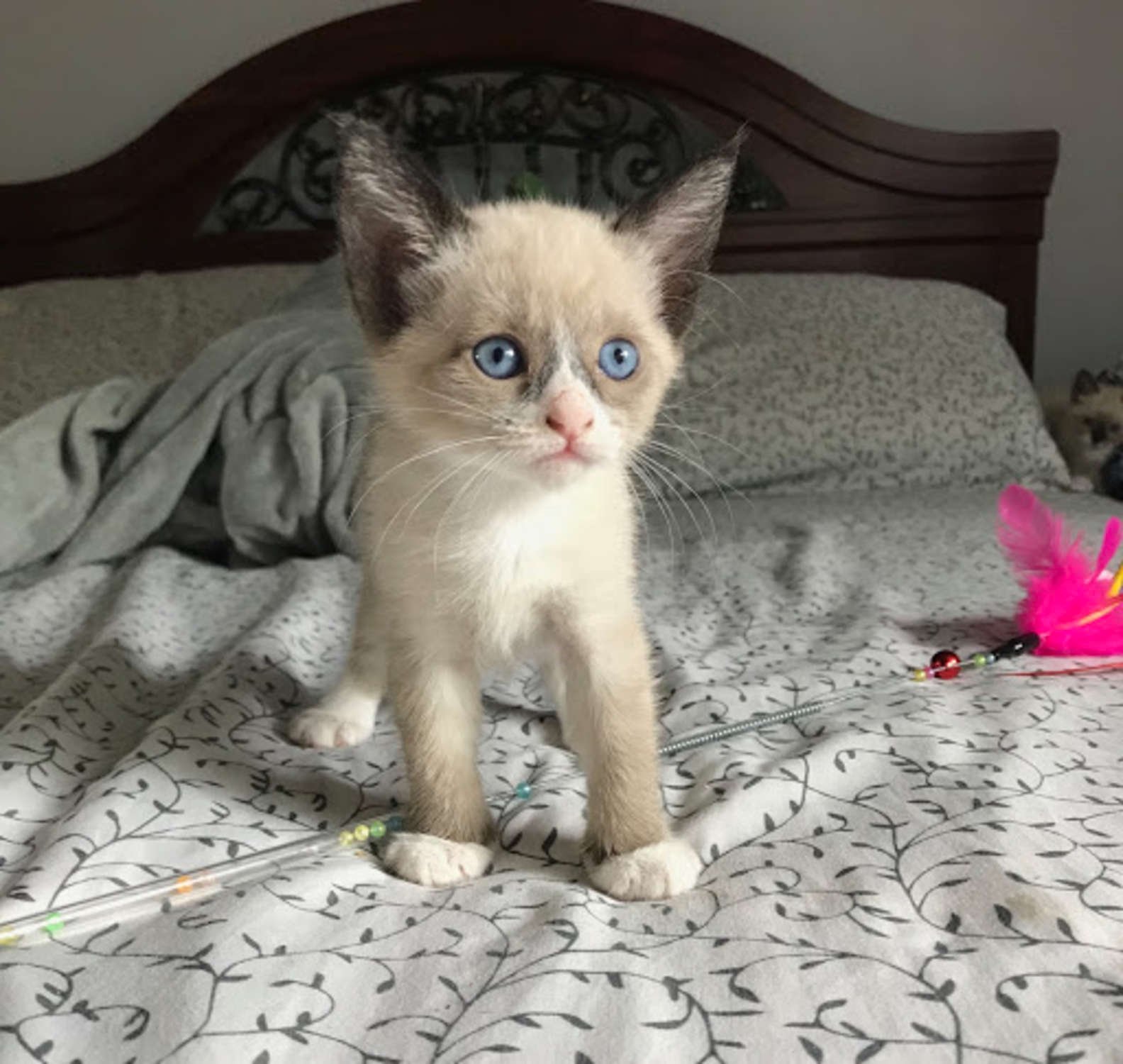 Hermoso gatito de ojos azules