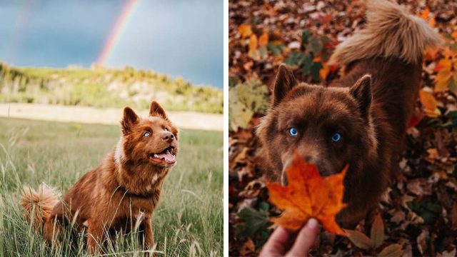 Husky siberiano marrón es uno de los perros más hermosos de Instagram