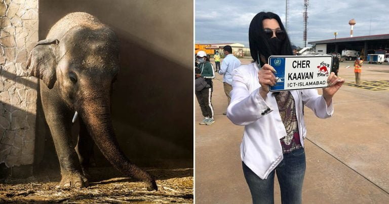 La cantante Cher ayuda a salvar al elefante más solitario del mundo
