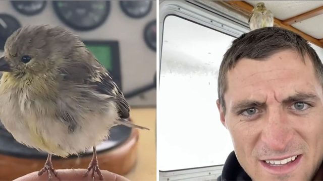 La tripulación de un barco rescató a un pajarito que se perdió en el mar