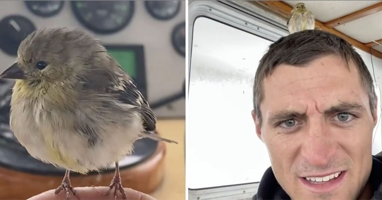 La tripulación de un barco rescató a un pajarito que se perdió en el mar