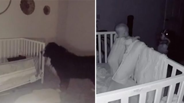 Monitor del bebé detecta a un dulce perro revisando a su hermanita todas las noches