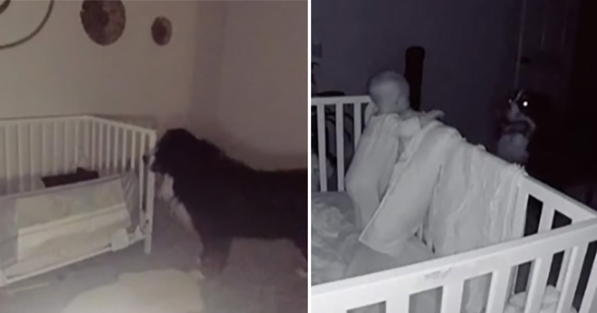 Monitor del bebé detecta a un dulce perro revisando a su hermanita todas las noches