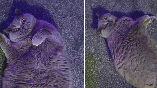 Mujer le ruega a sus vecinos que dejen de alimentar a su gatita que ha aumentado de peso