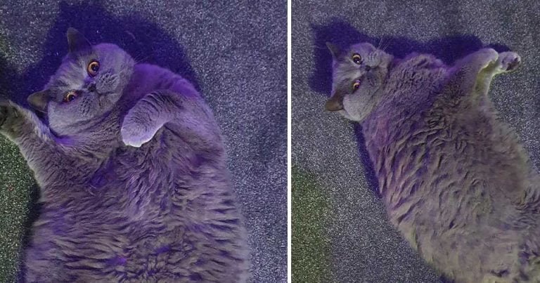Mujer le ruega a sus vecinos que dejen de alimentar a su gatita que ha aumentado de peso