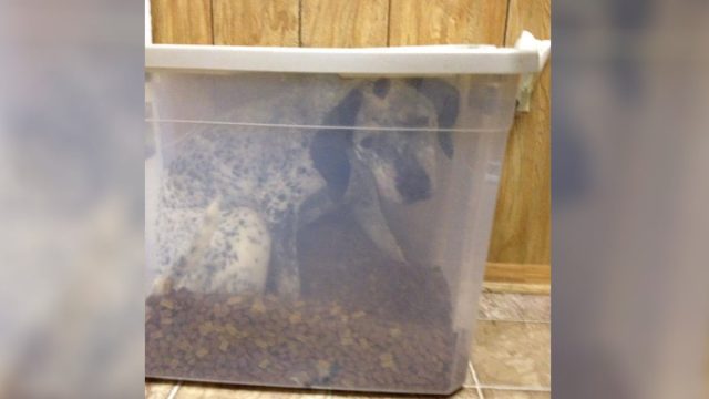 Mujer no encuentra a su perro hasta que revisa el recipiente de comida