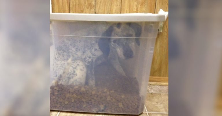 Mujer no encuentra a su perro hasta que revisa el recipiente de comida