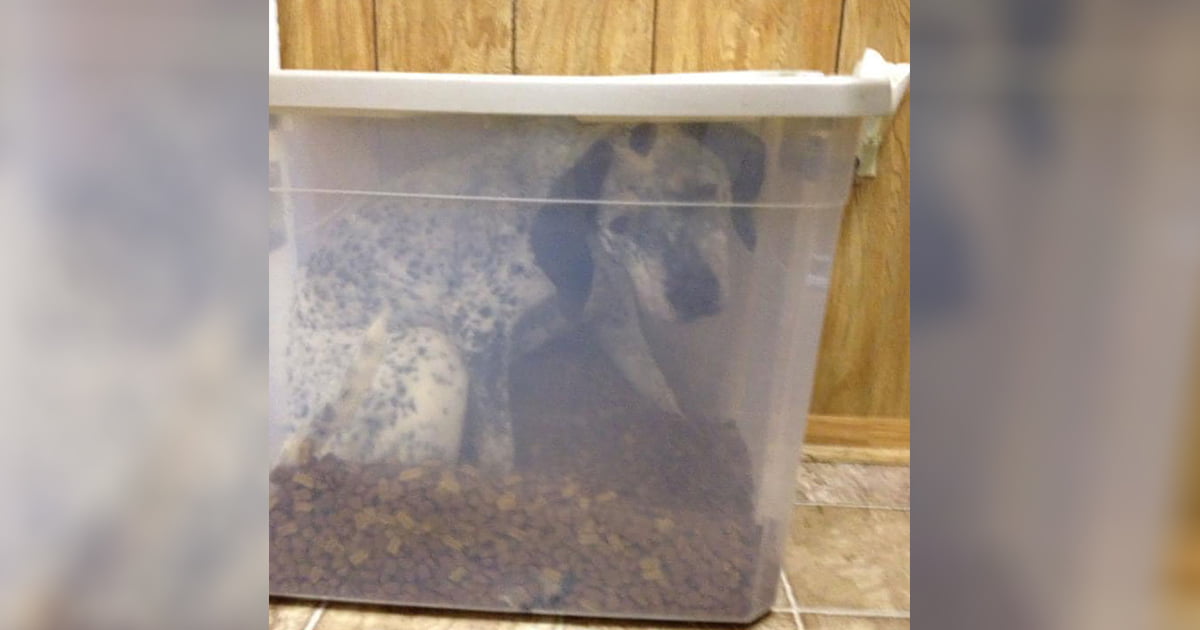 Mujer no encuentra a su perro hasta que revisa el recipiente de comida