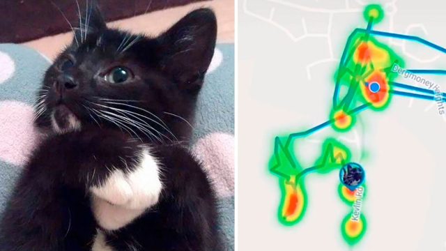 Gatito con collar rastreador y el mapa del GPS