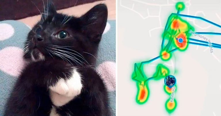 Gatito con collar rastreador y el mapa del GPS