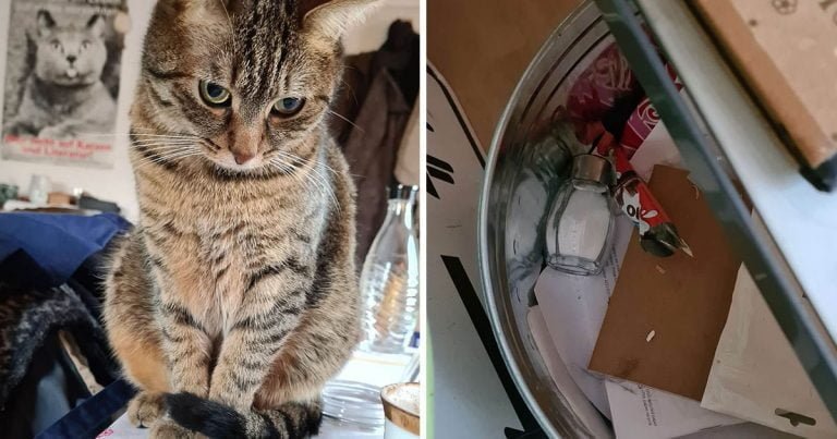 Pasatiempo favorito gato arroja cosas basura