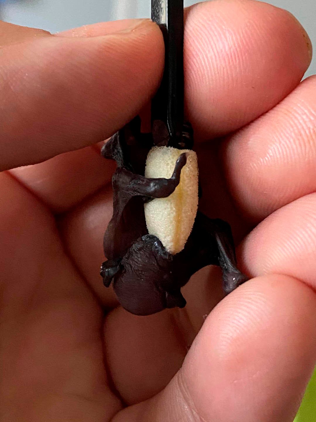 Pequeño murciélago huérfano alimentado