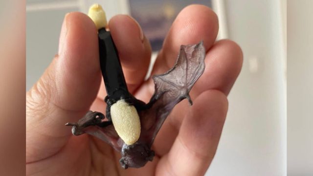 Pequeño murciélago huérfano encuentra persona perfecta