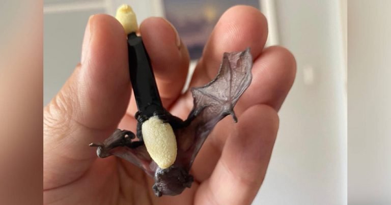 Pequeño murciélago huérfano encuentra persona perfecta