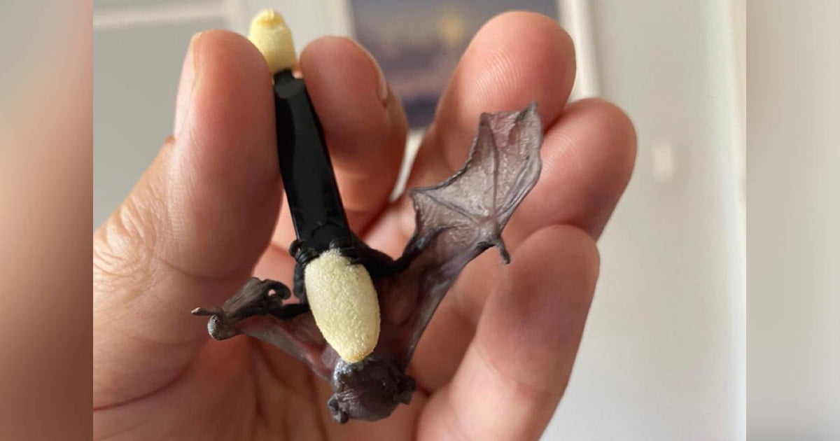 Pequeño murciélago huérfano encuentra persona perfecta