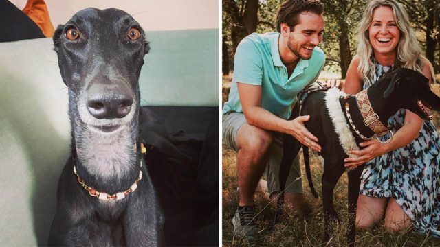 Perrita galgo español cuello largo familia