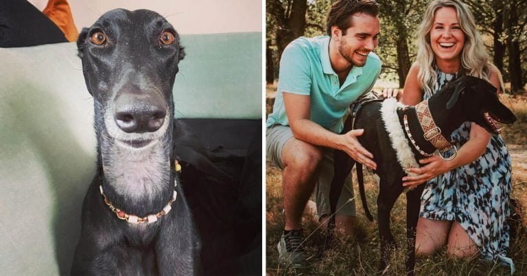 Perrita galgo español cuello largo familia