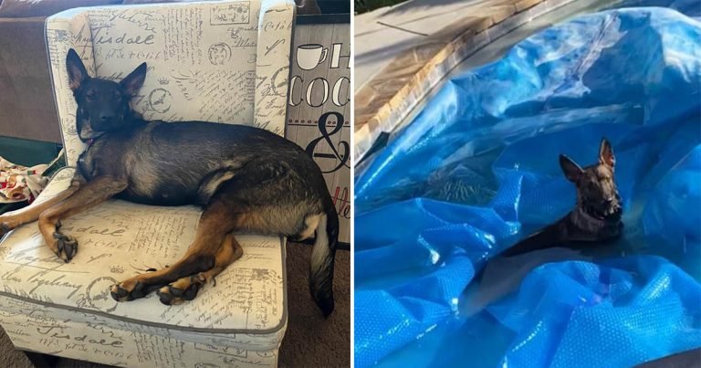 Perro no deja que la valla le impida nadar en la piscina del vecino