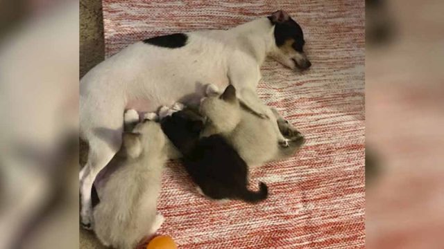 Perrita que perdió a sus bebés adopta a 3 gatitos que la necesitan