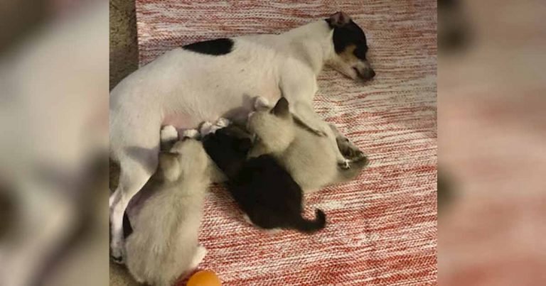Perrita que perdió a sus bebés adopta a 3 gatitos que la necesitan