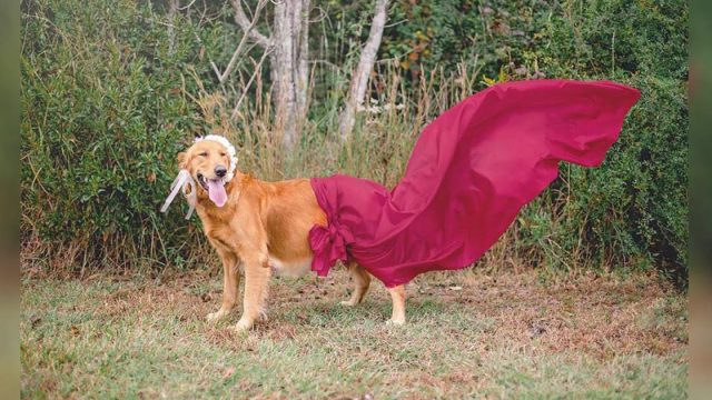 Perrita rescatada embarazada obtiene la mejor sesión de fotos de maternidad