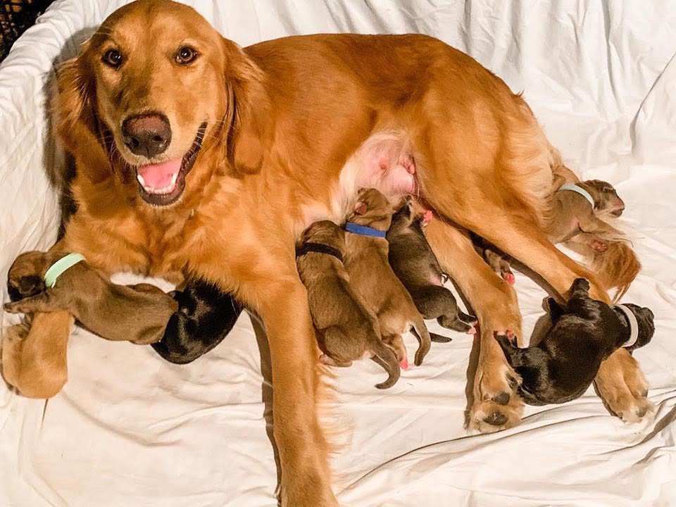 Perrita y sus bebés