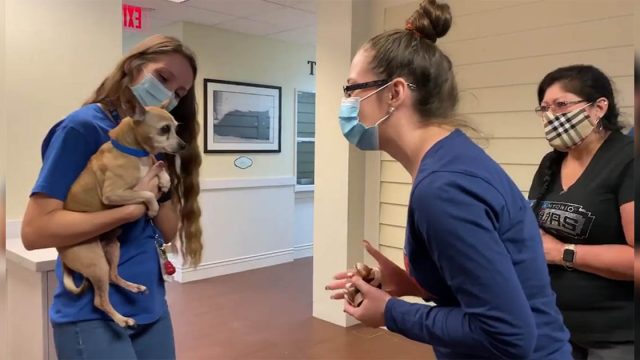 Perrito desaparecido durante 6 años encuentra a su familia de nuevo